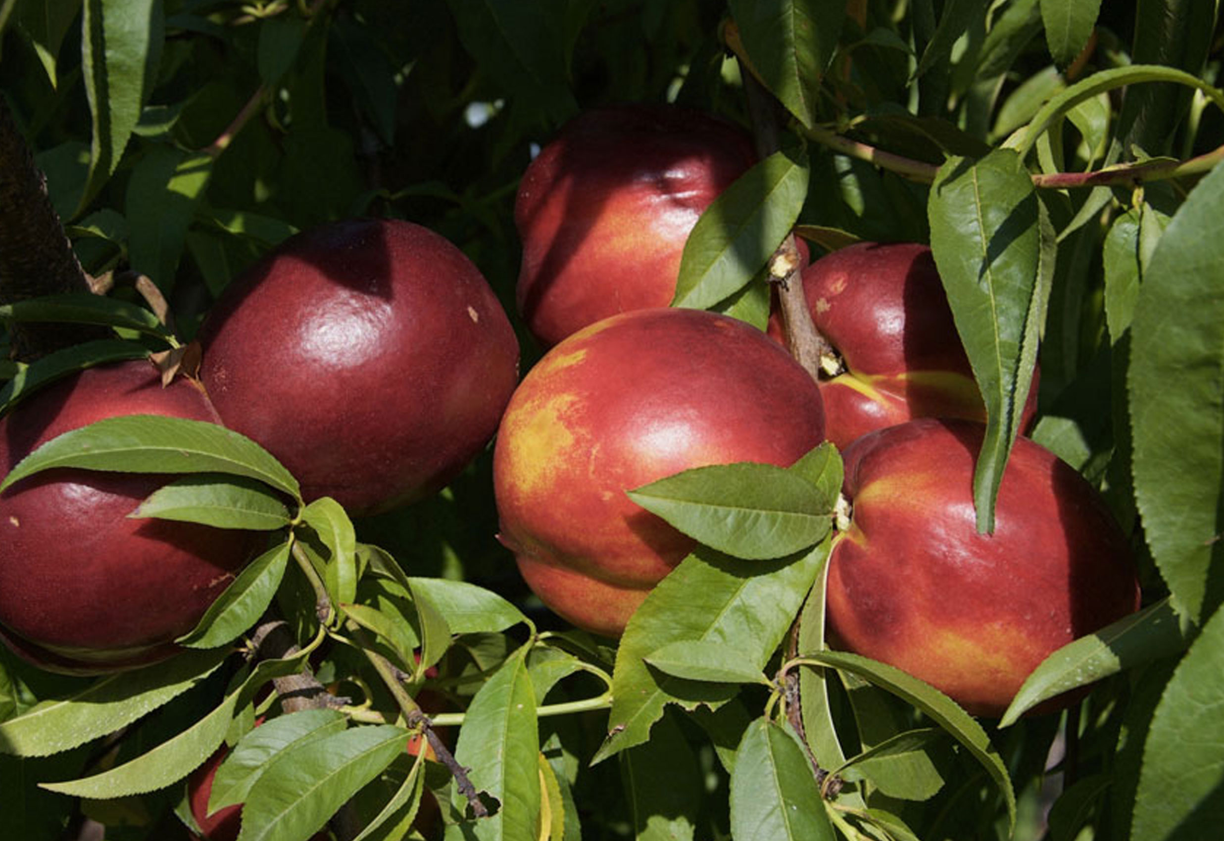 azienda-agricola-prodotti-3casali-pesche3