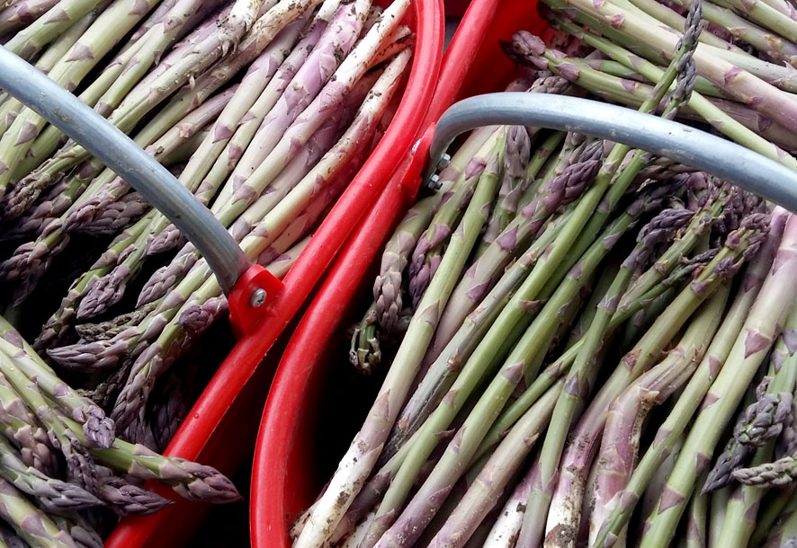 foto-3casali-asparagi